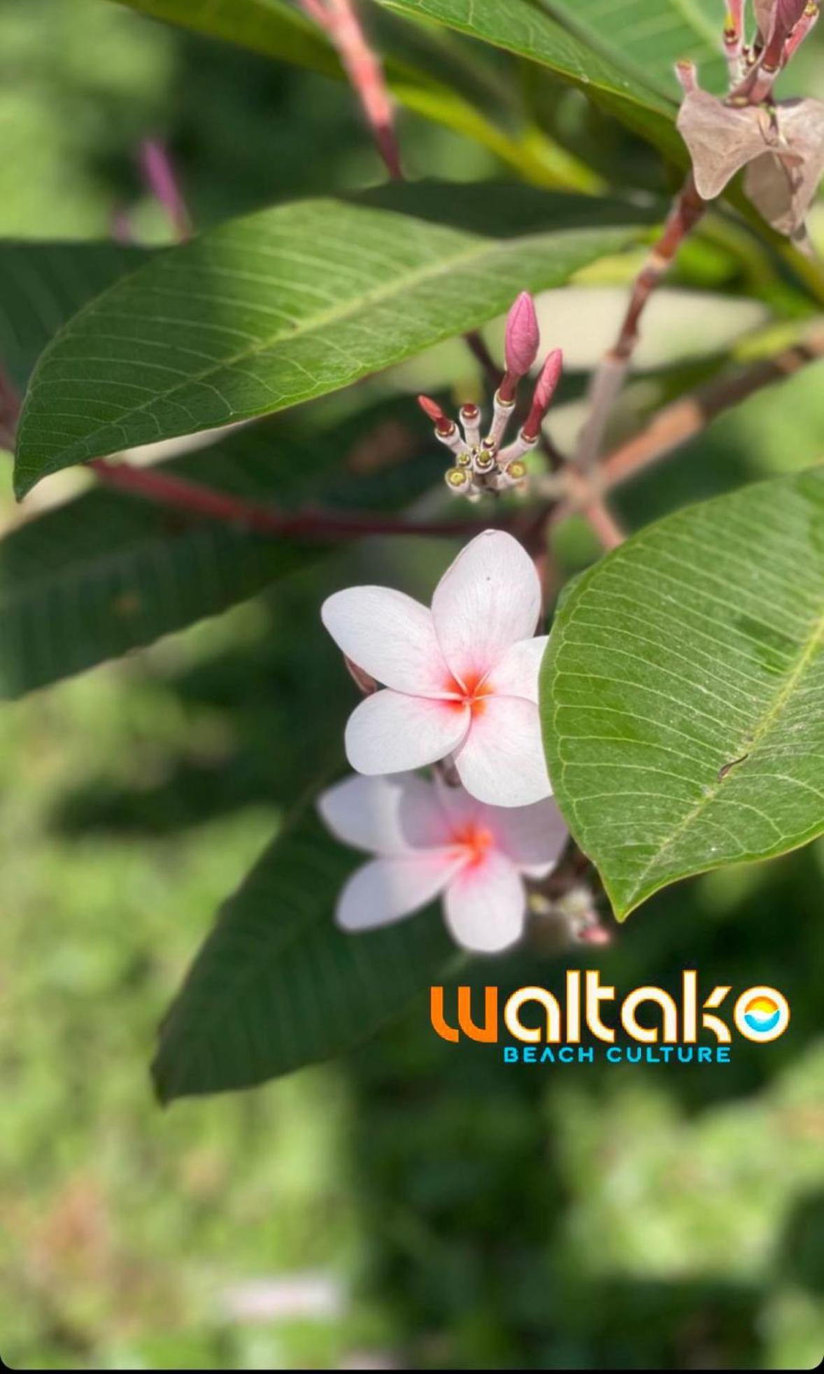 Waltako Beach Culture Otel Canoas de Punta Sal Dış mekan fotoğraf