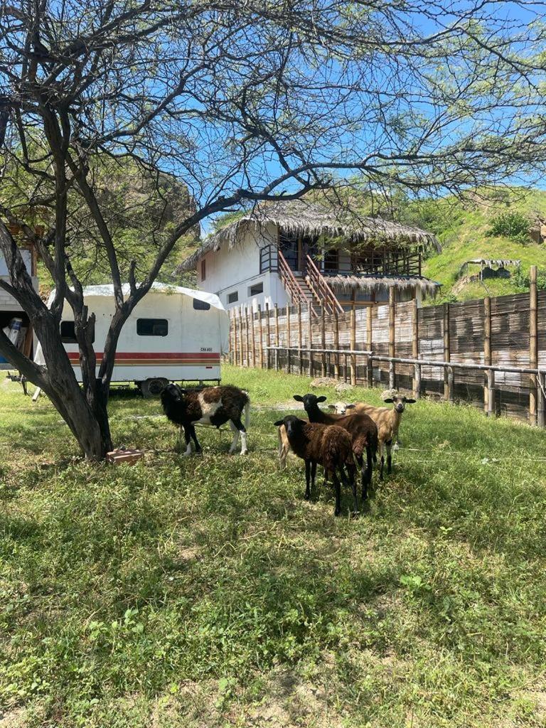 Waltako Beach Culture Otel Canoas de Punta Sal Dış mekan fotoğraf